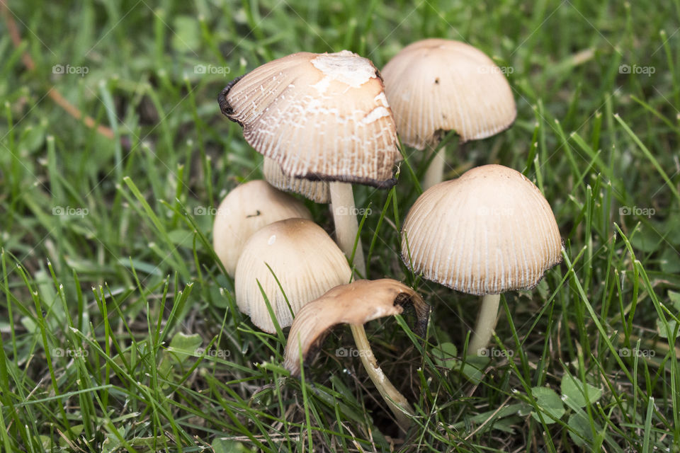 Mushrooms growing on grassy field