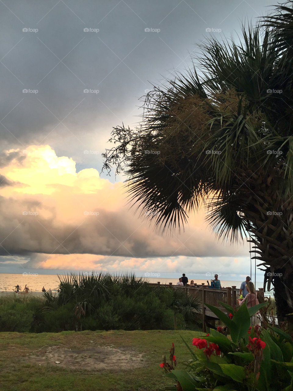 Palm tree silhouetted at dusk.