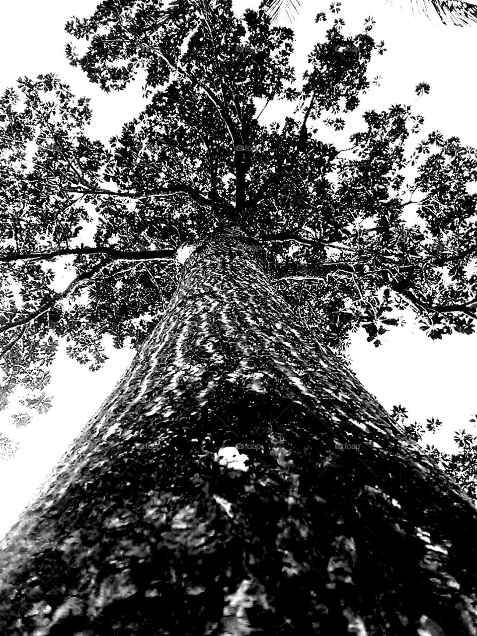 big a tree