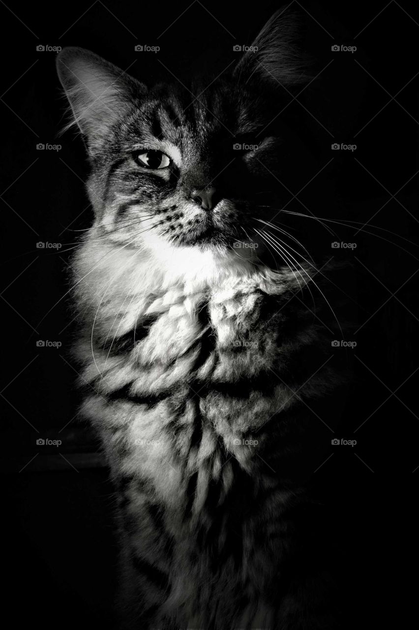 low key black and white close up portrait tabby cat with black background