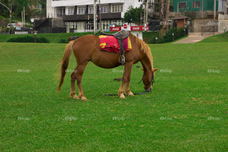 Beautiful  nuwara eliya, Srilanka