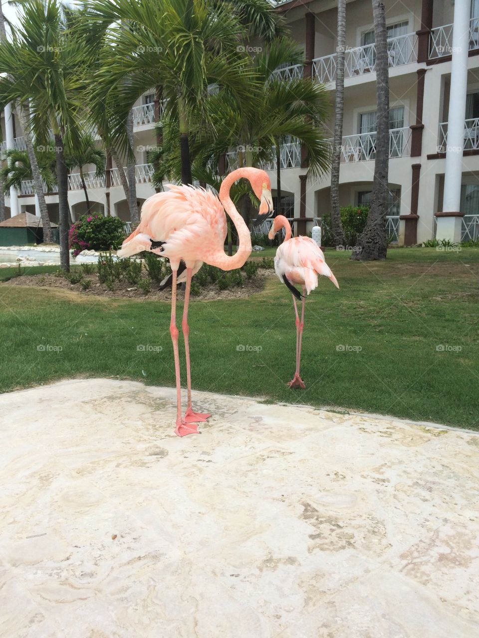 Flamingos. Flamingos in Punta Cana, DR.