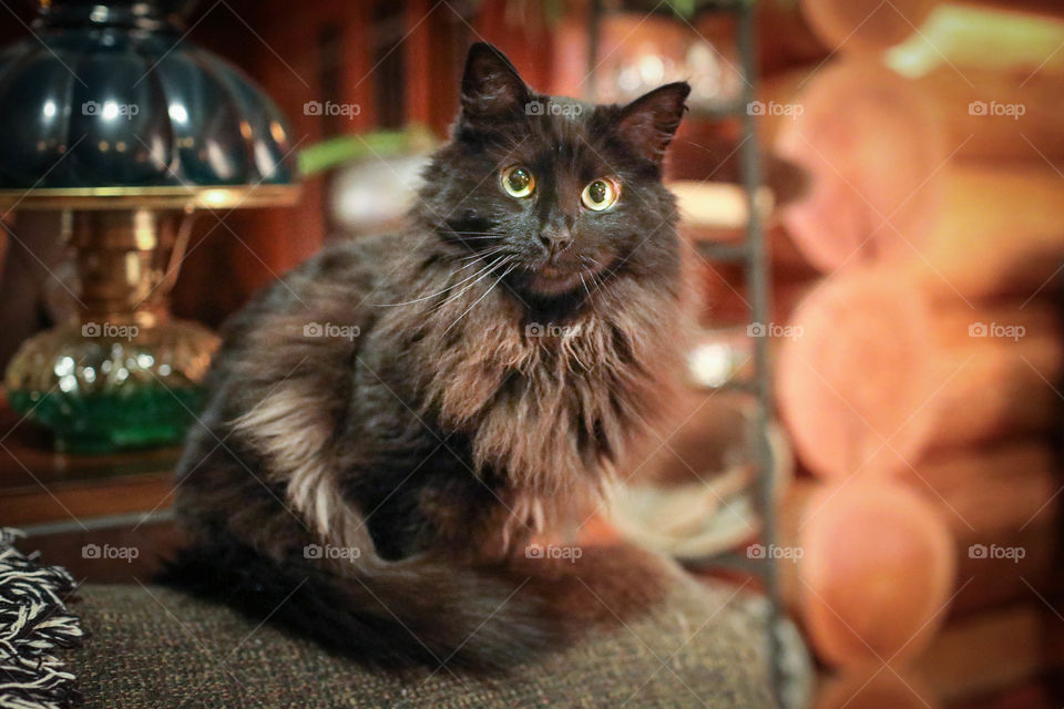 Dark green eyed fluffy long haired cat sitting on sofa