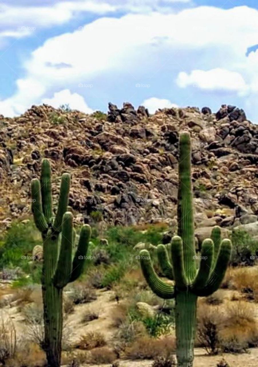 plants desert in Morocco