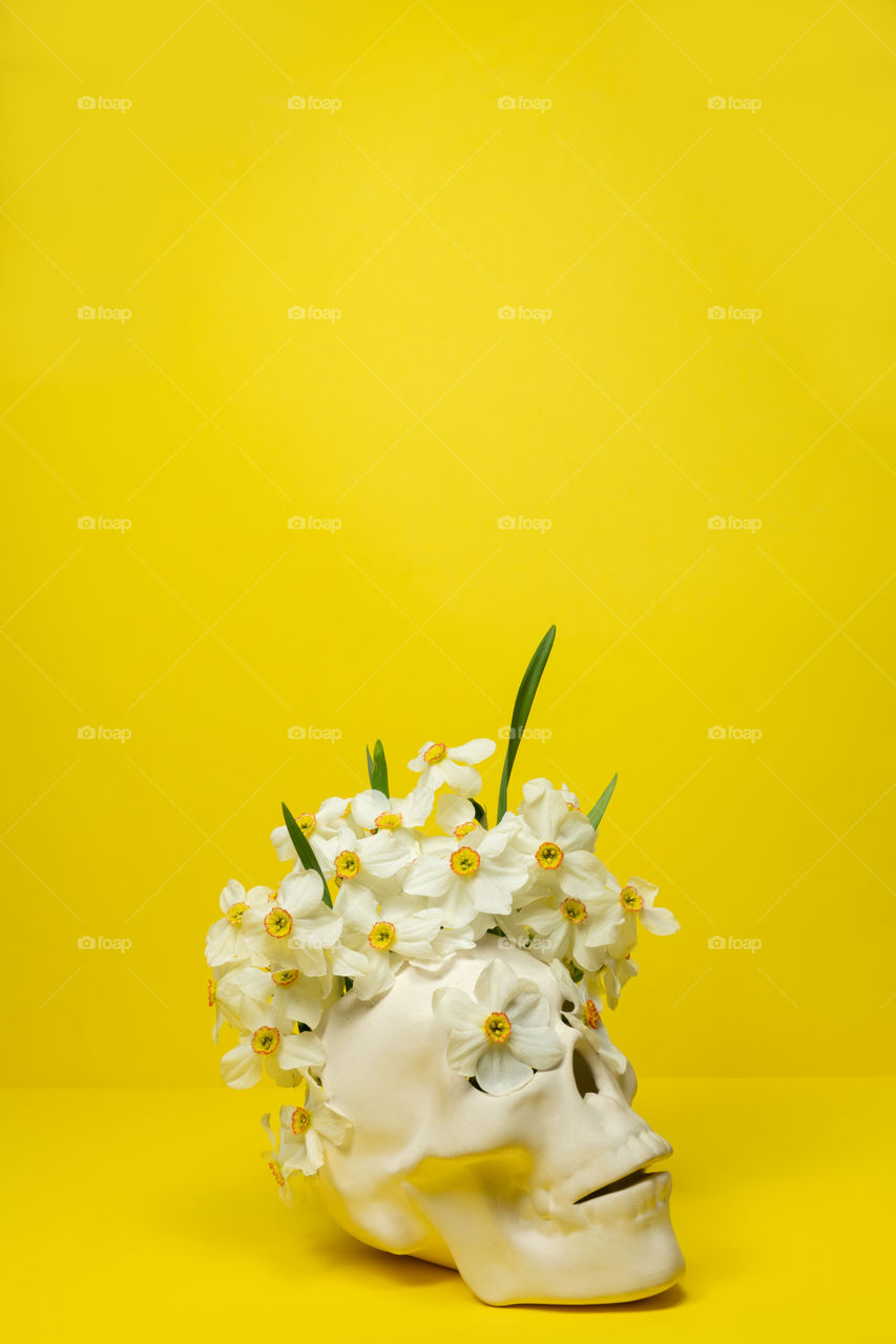 Narcissus flowers coming from the white skull. Yellow background