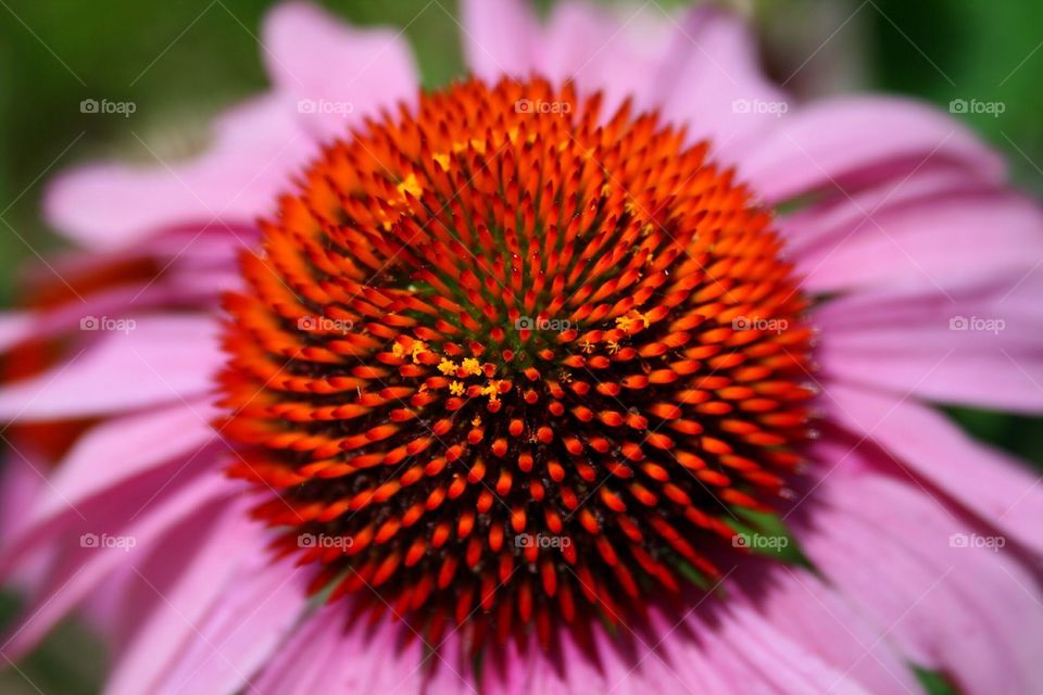 Purple Coneflower