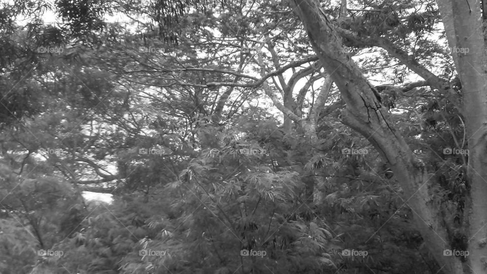 Forrest trees , in blk & wht