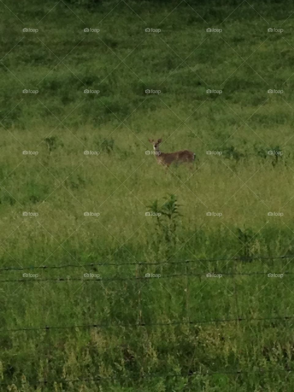 Deer in field 