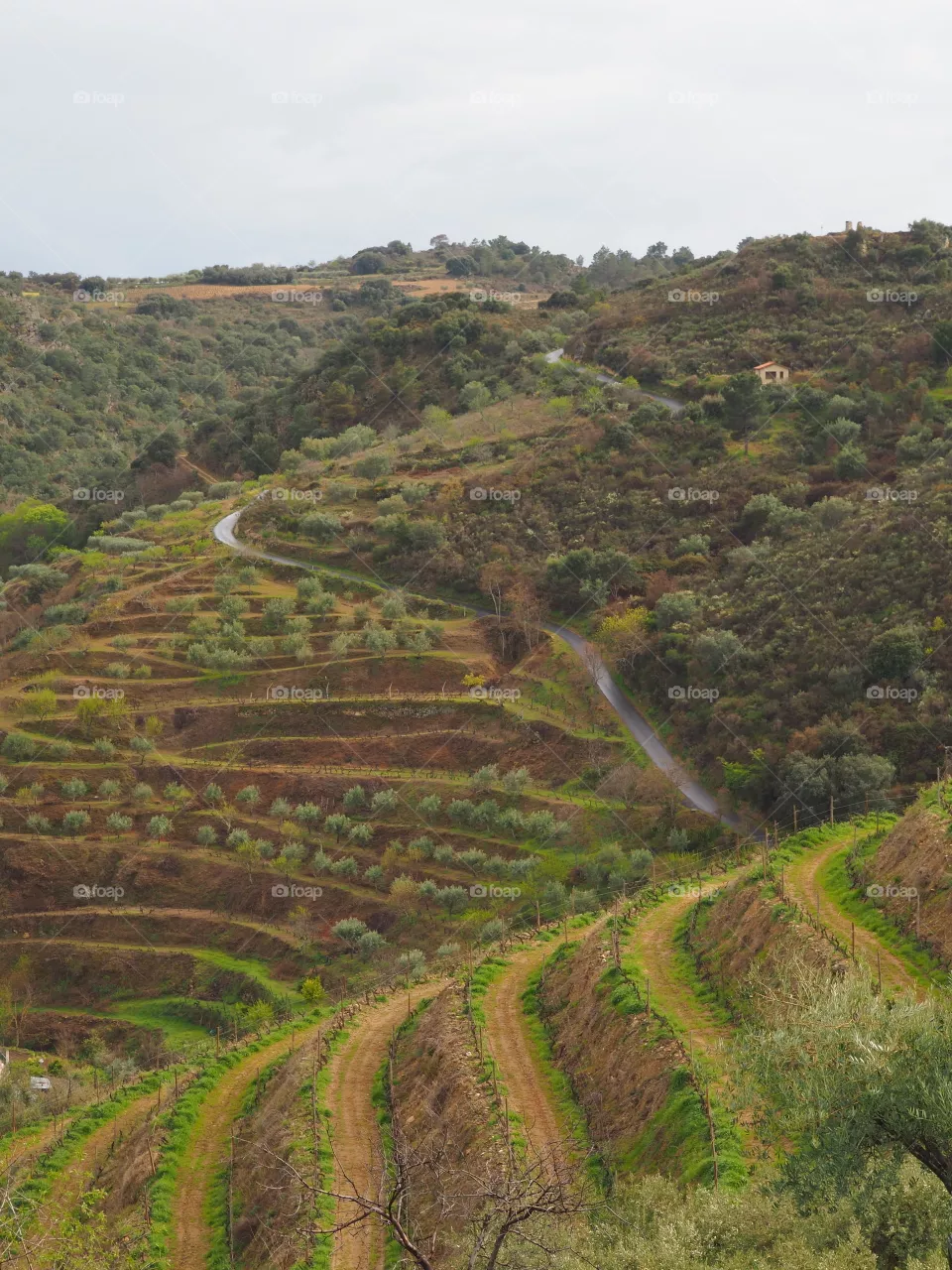 Vineyard