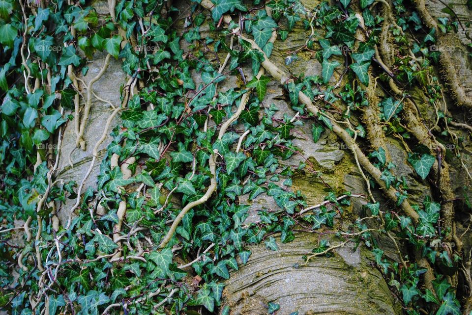 Tree covered in vines in wales