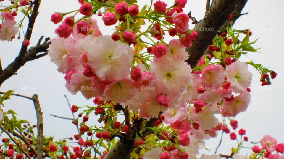 4/9/13 . Cherry blossom Japan 2013