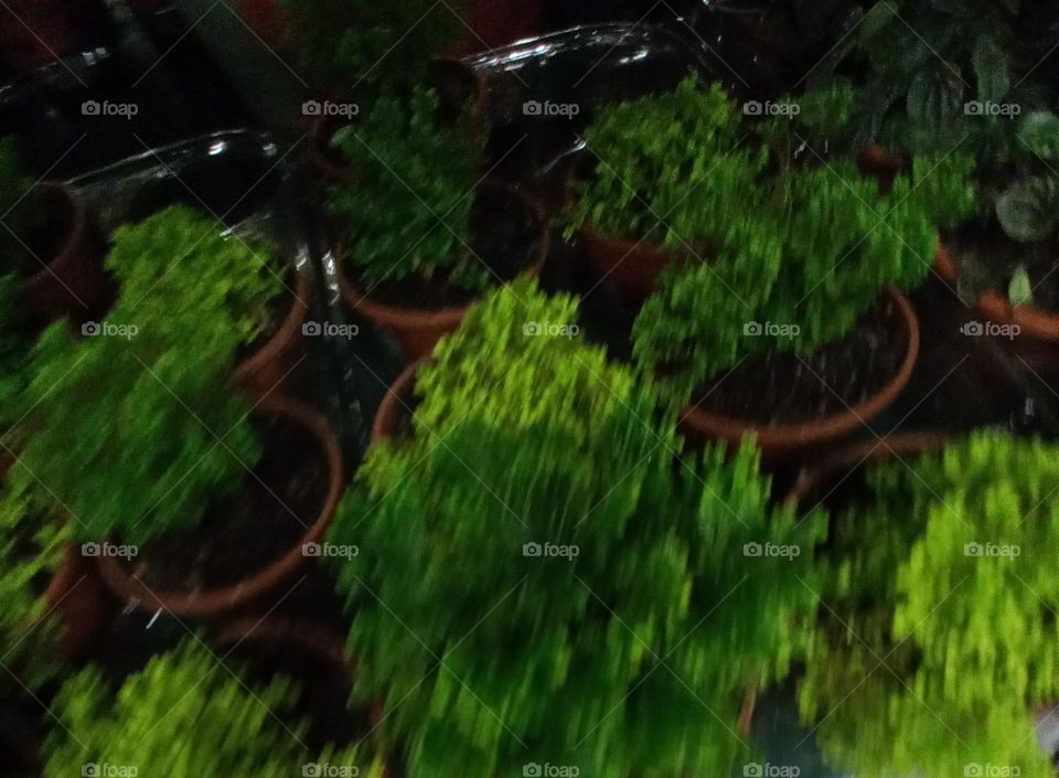 Os musgos um filo cosmopolita de pequenas plantas criptogâmicas não vasculares de organização  simples, na divisão  Bryophyta sensu shicto.  Os musgos podem ser encontrados em quase todas as partes do mundo,  e até nas regiões  congeladas