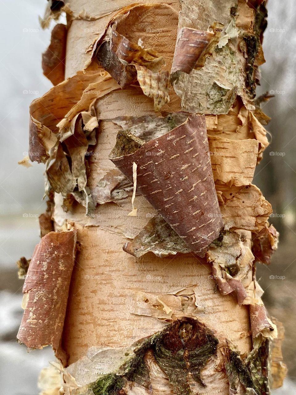 Beautiful colors of the peeling bark on a river birch 