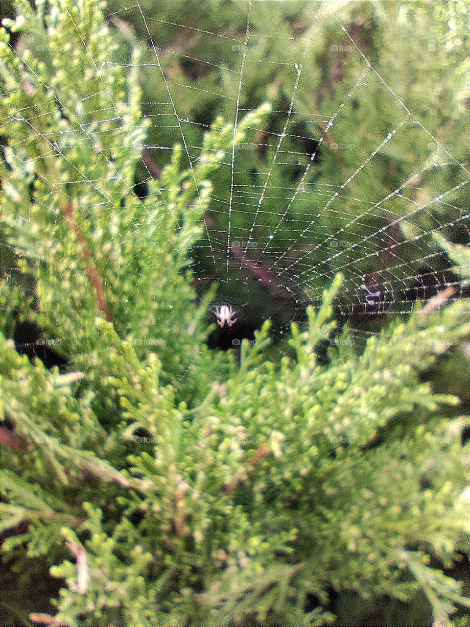 Spider on a web among greenery