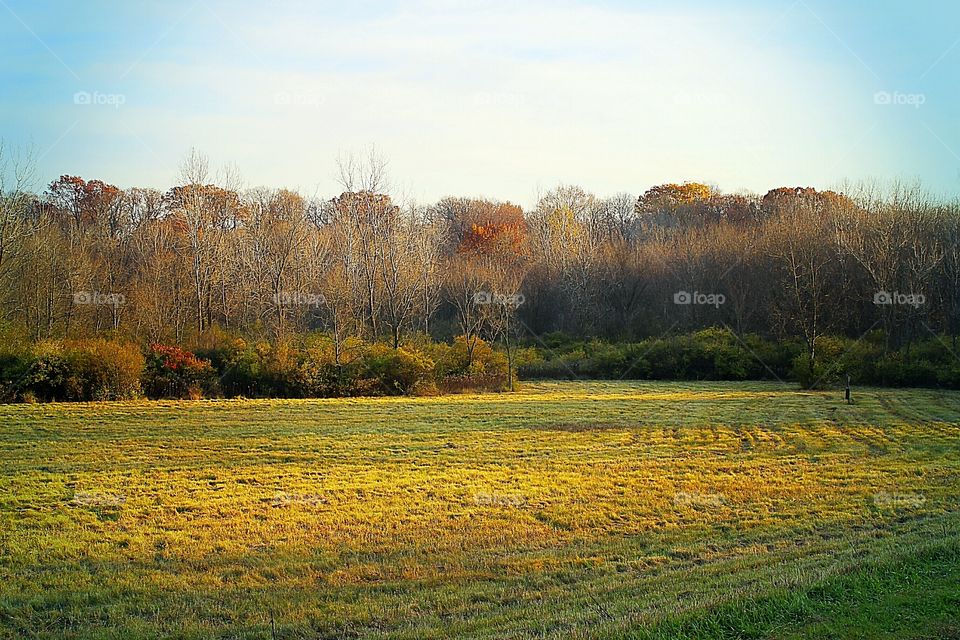 Fall day in the forest