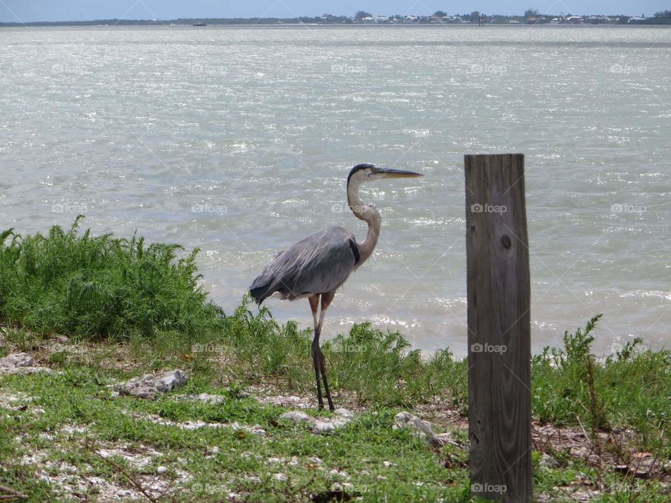 great blue heron