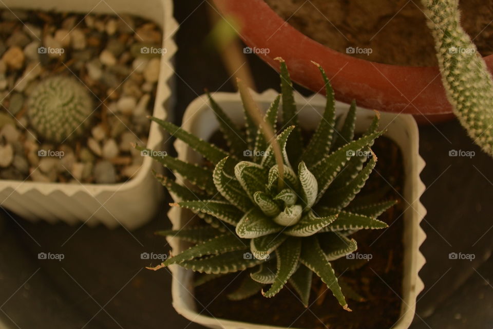 Zebra plant/cactus