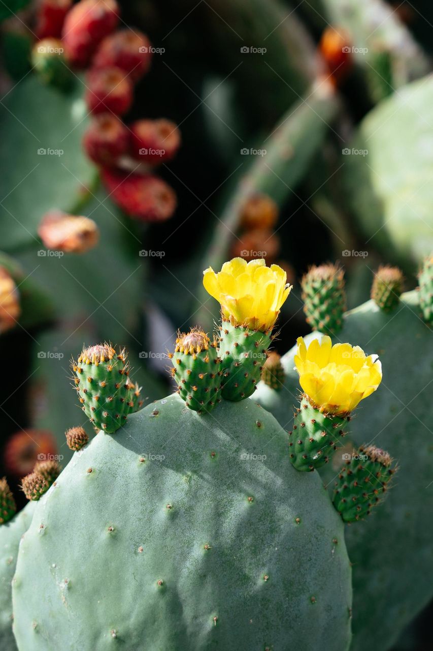 Blooming cactus opuntia. Yellow flowers. Spring season