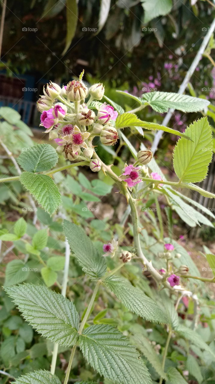 NATURE, ENVIRONMENT FRUIT Rubus niveus Thunb.