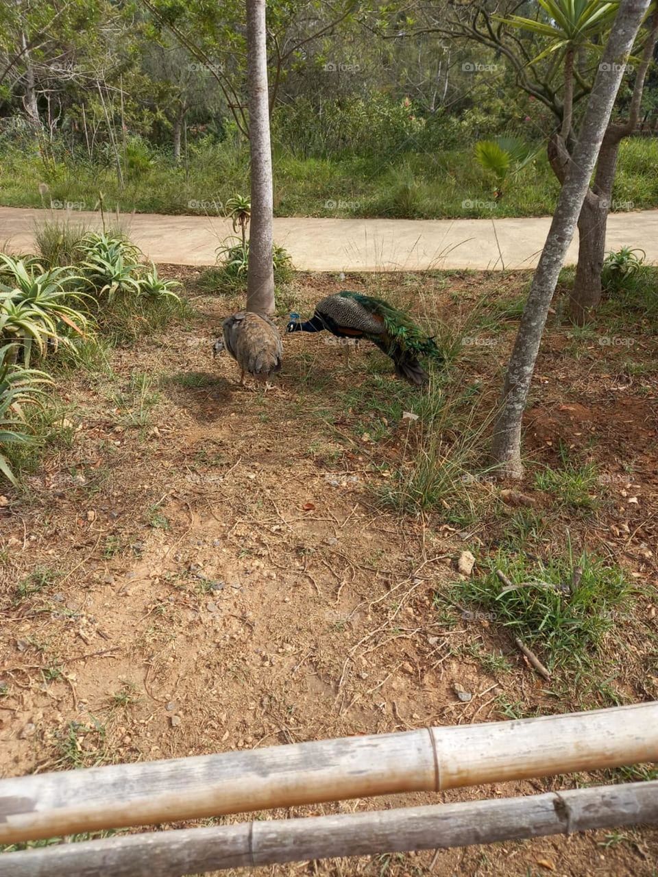 A peacock in the garden