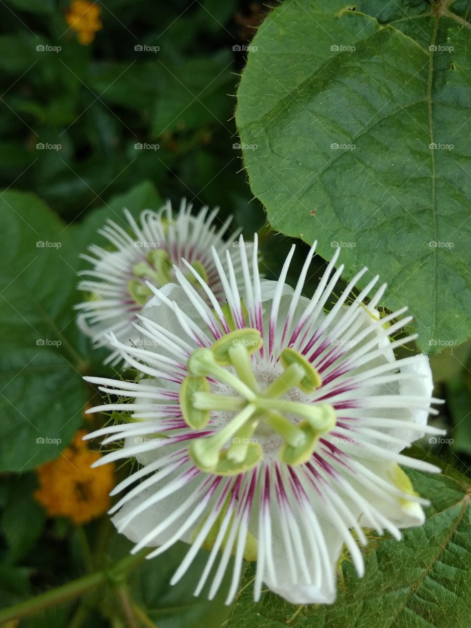 flower garden in nature