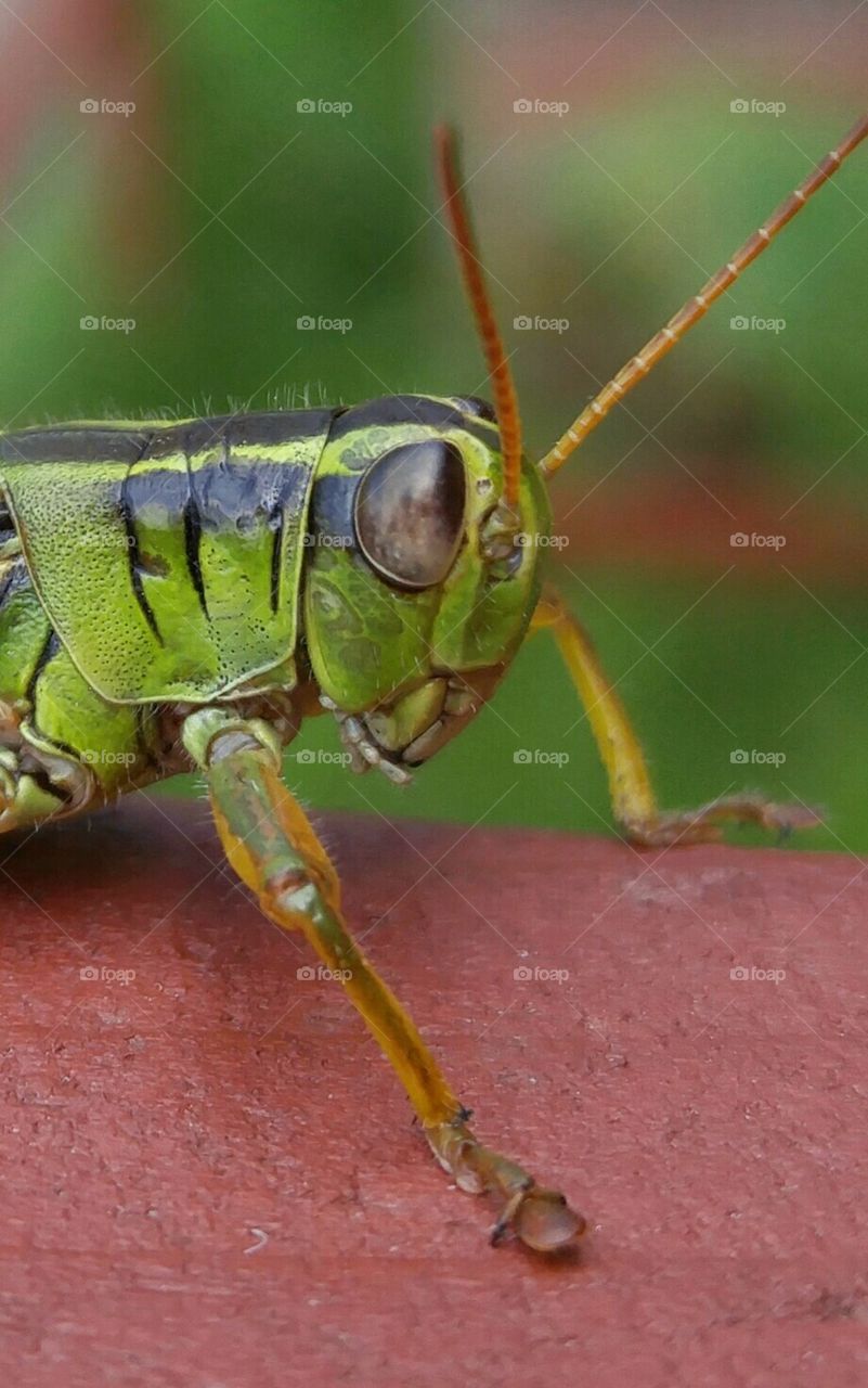 Up close with a grasshopper