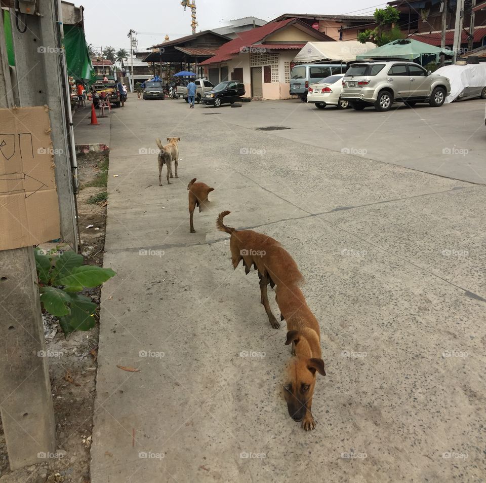 Panorama mode of Walking dog on the street