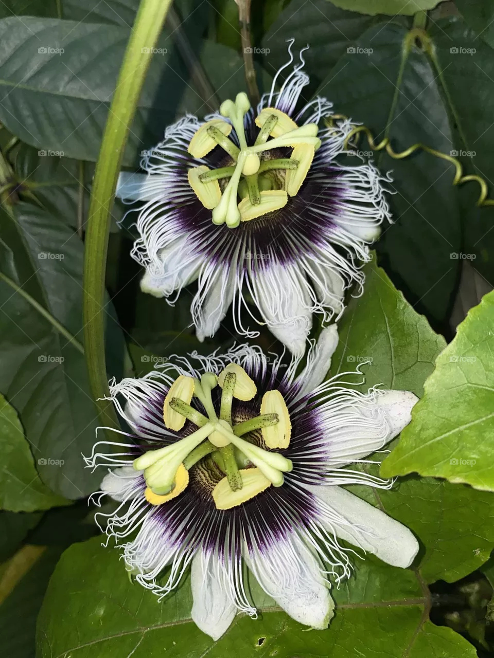 Passion flower