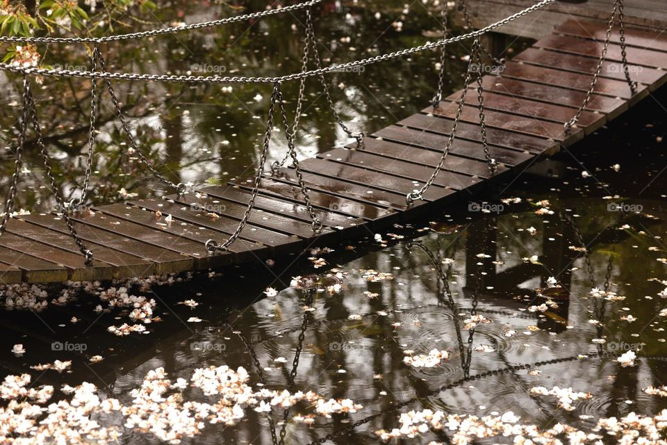 Suspended wooden bridge over the lake. Cherry petals on the water.