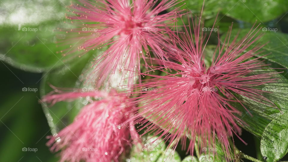 Spikey flower 