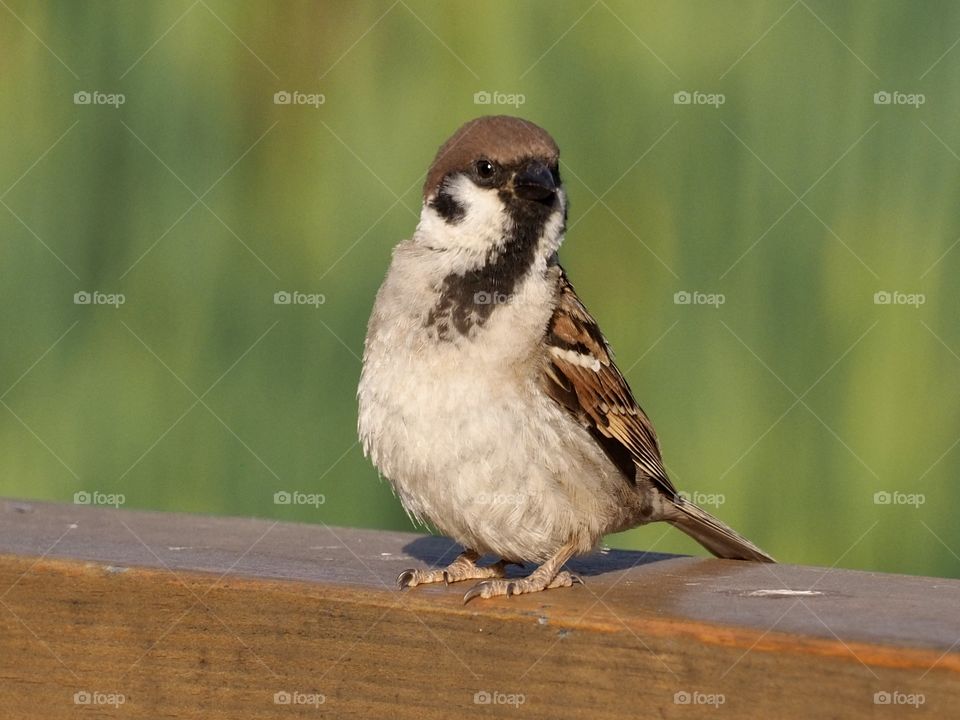 Sparrow