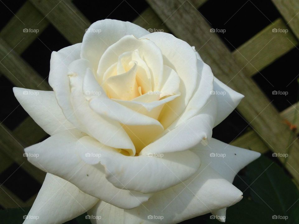 Pure White Rose in full bloom.