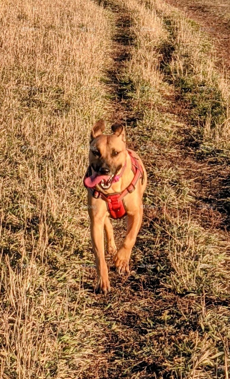 Running Bull mastiff