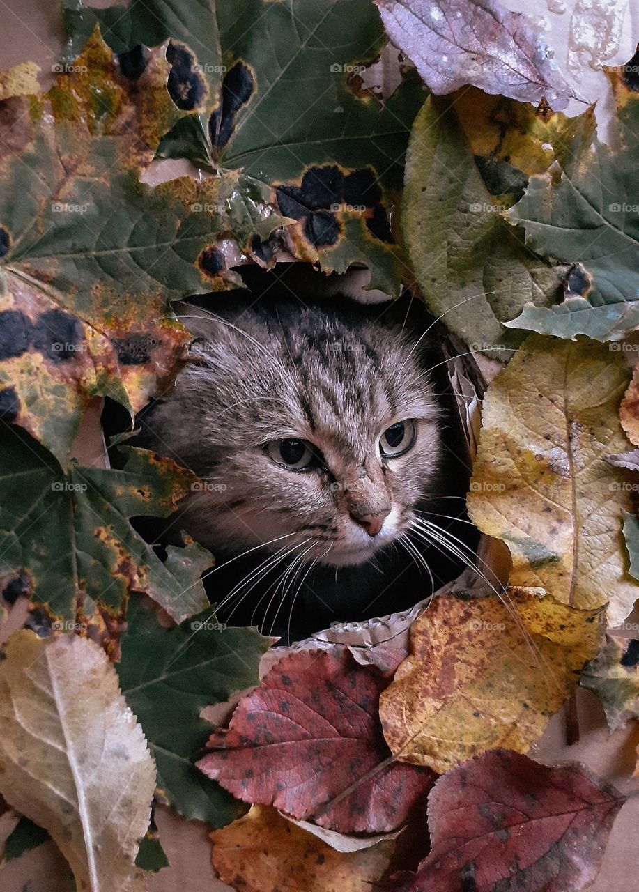 A village cat that feels fear of the unknown