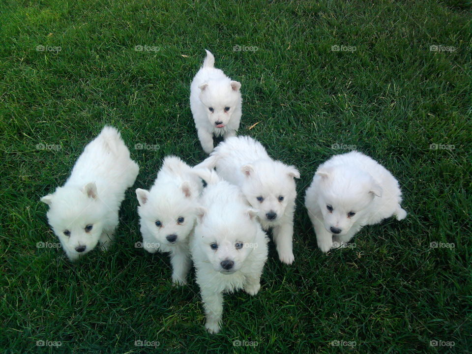 Dogs... My White Army... Attack Formation