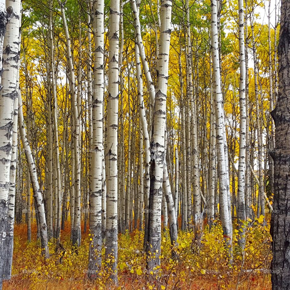 View of aspen trees in autumn