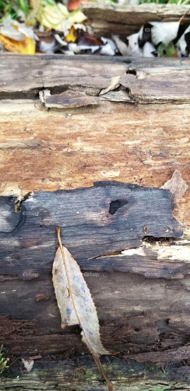 Weathered Autumn Timber