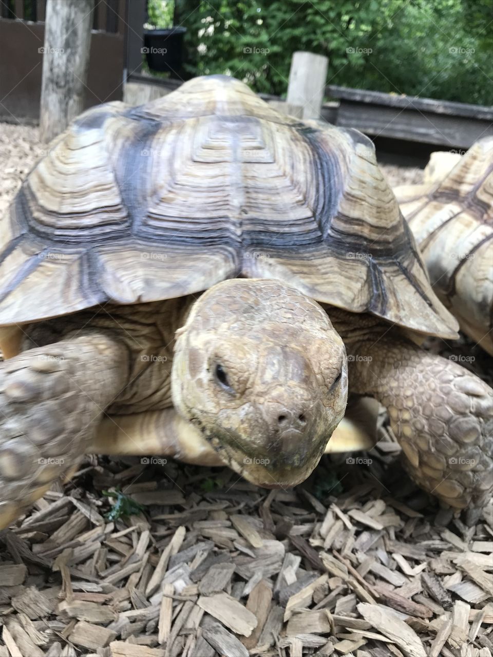A tortoise on the move at the Nashville Zoo in the summertime 