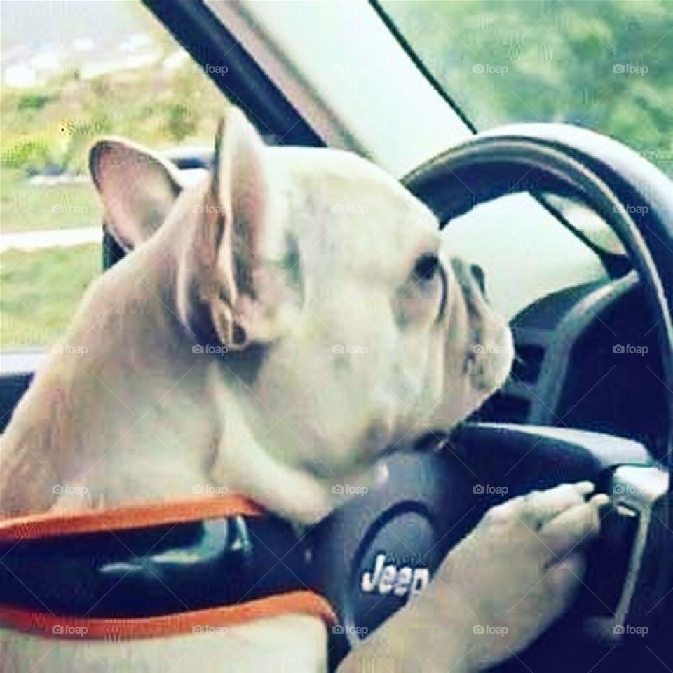 Dog Driving A Car!