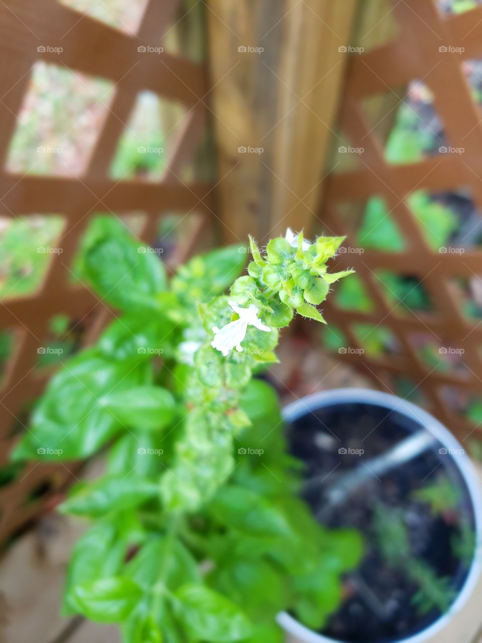 Flowering Basil gone to seed