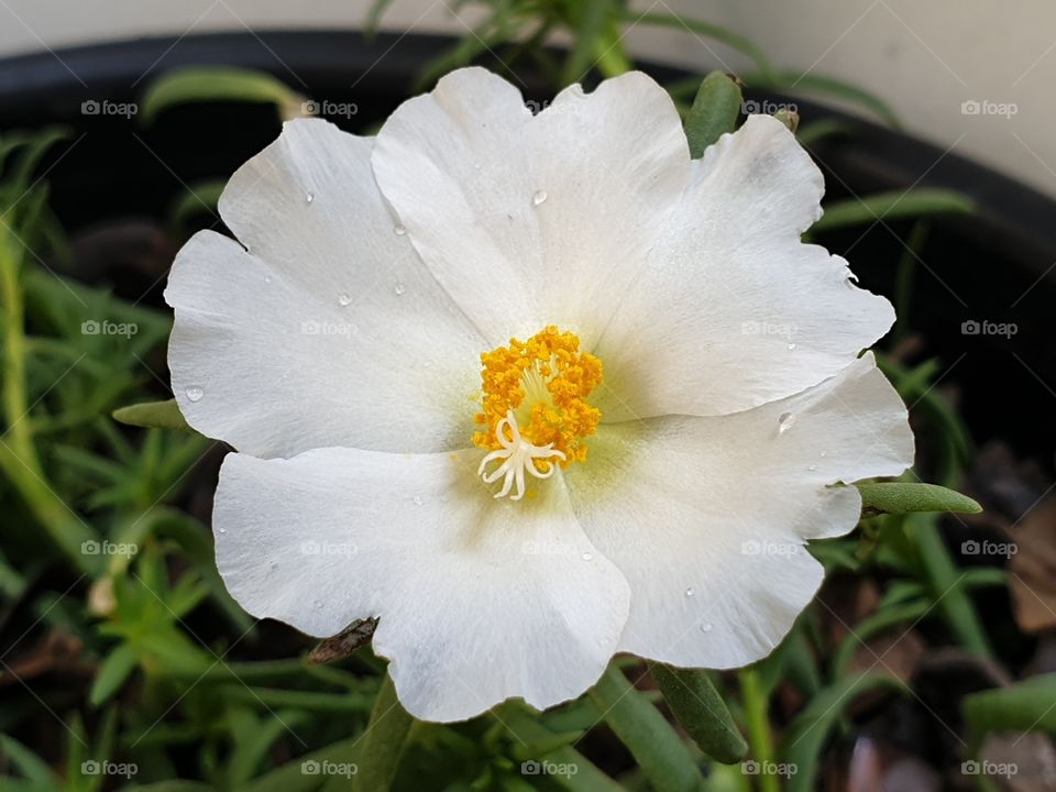 beautiful flowers in my garden