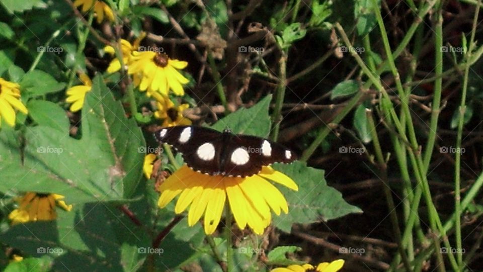 butterfly sunflower