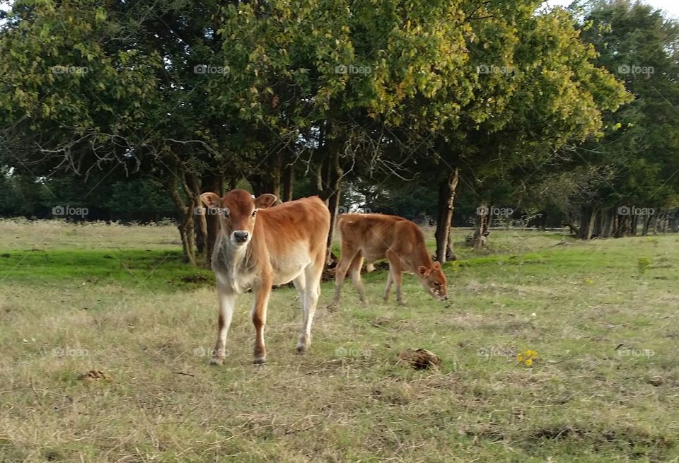 Calves