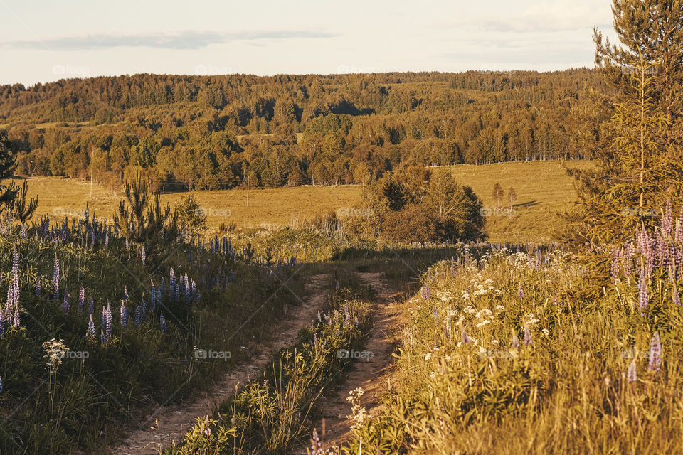 forests and fields of the Vologda region