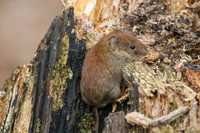 Little mouse portrait climbing on wood