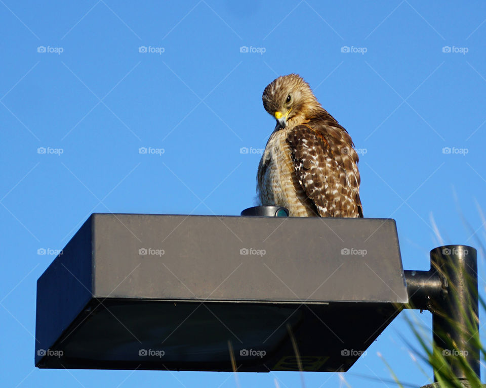 Red Breasted Hawk on light