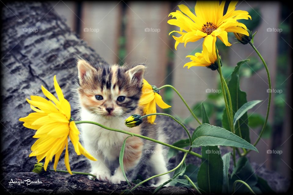 Calico Kitten