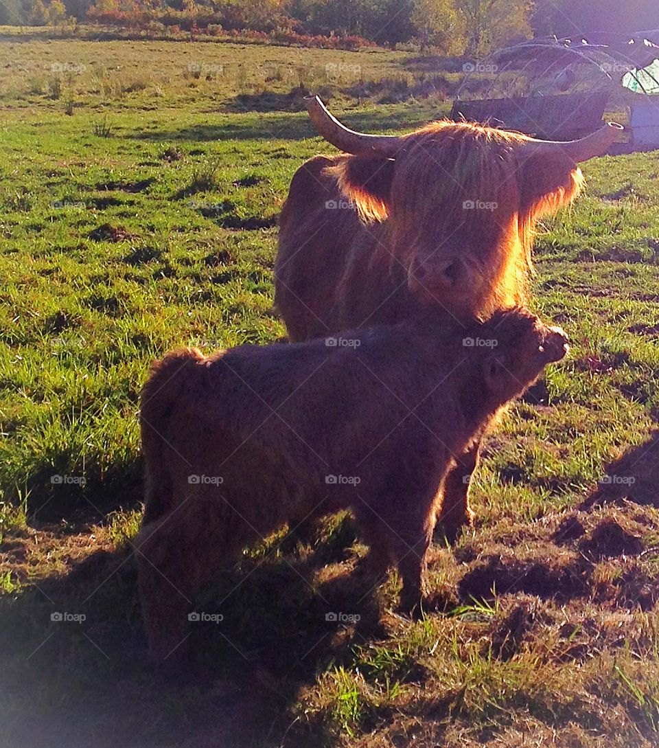 A cow and her calf illuminated by the sun's rays