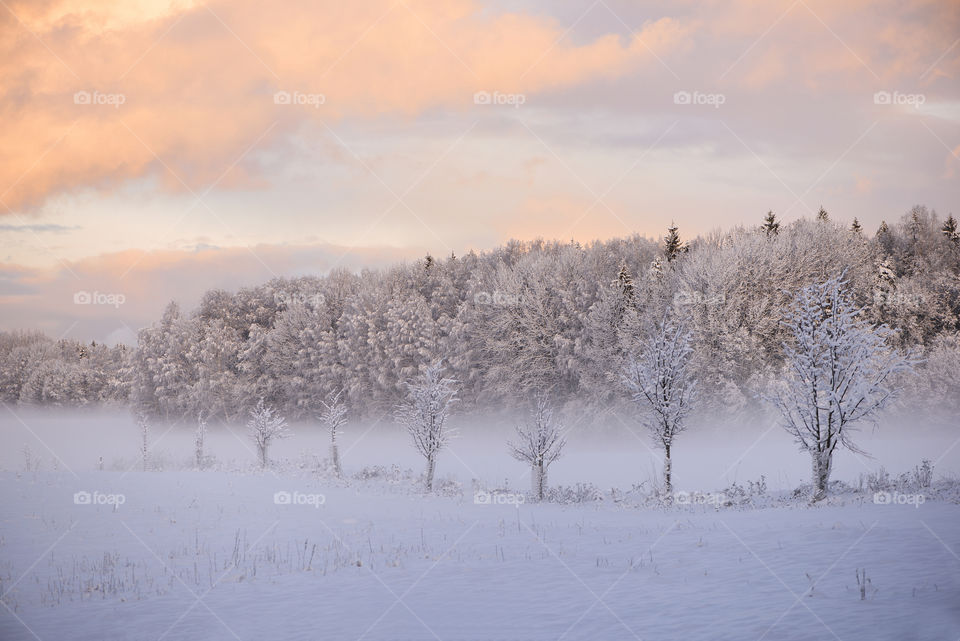 winter trees