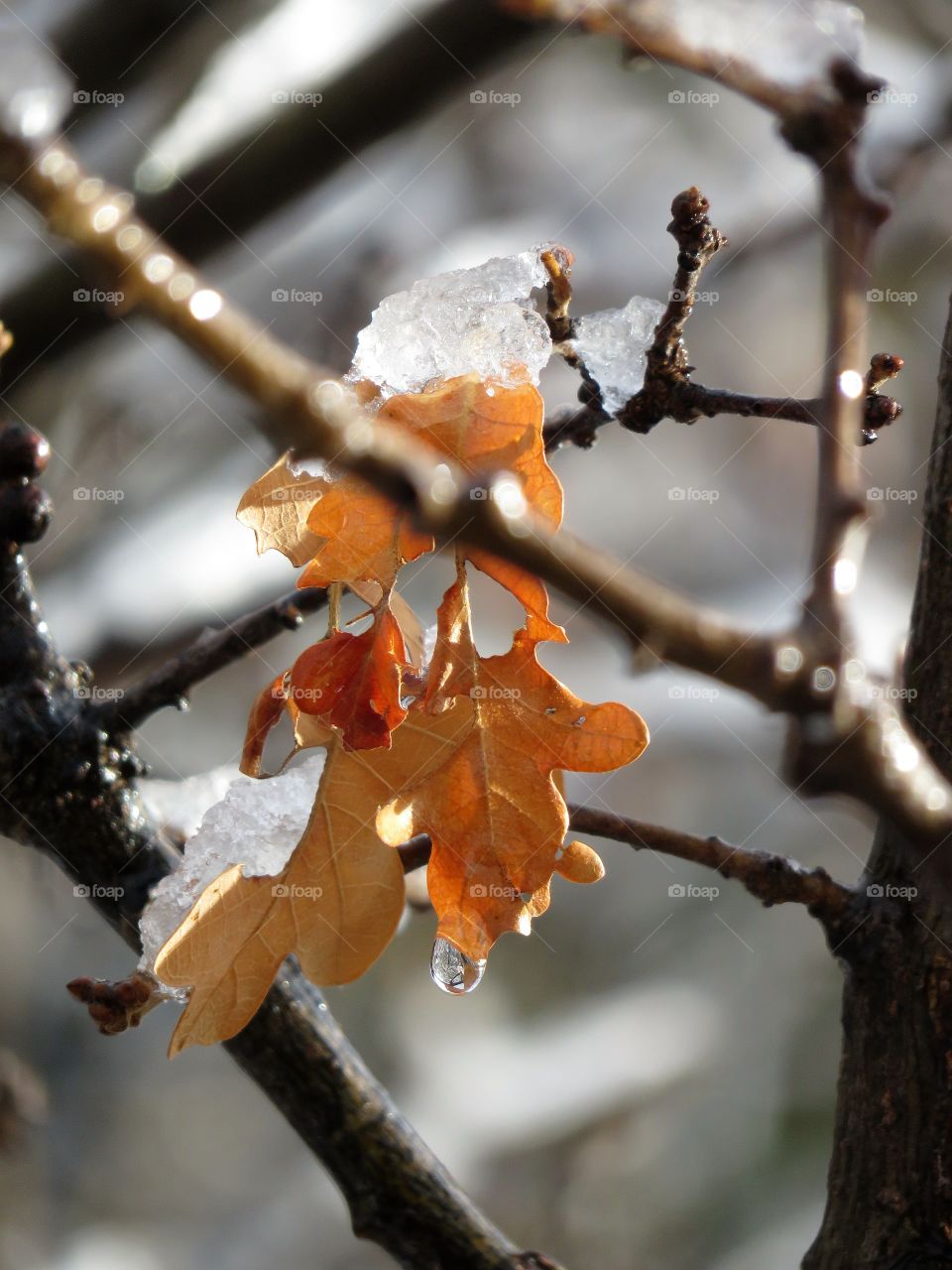 Snowy leaf on branch